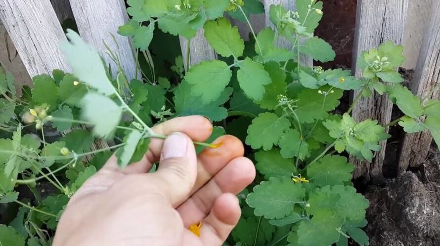 suc de ierburi celandine pentru a elimina papiloamele